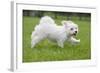 Maltese Puppy Running in Garden-null-Framed Photographic Print