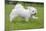 Maltese Puppy Running in Garden-null-Mounted Photographic Print