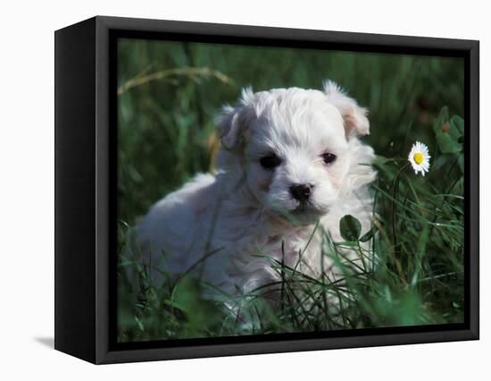 Maltese Puppy Sitting in Grass Near a Daisy-Adriano Bacchella-Framed Stretched Canvas