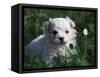 Maltese Puppy Sitting in Grass Near a Daisy-Adriano Bacchella-Framed Stretched Canvas