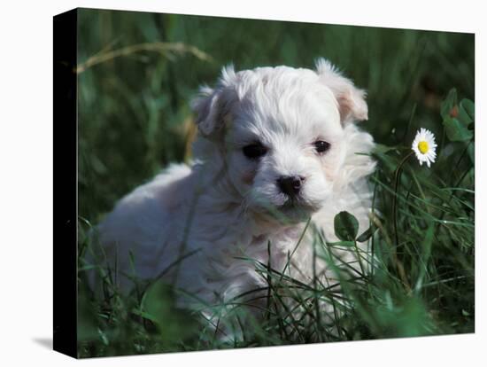 Maltese Puppy Sitting in Grass Near a Daisy-Adriano Bacchella-Stretched Canvas