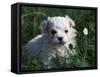 Maltese Puppy Sitting in Grass Near a Daisy-Adriano Bacchella-Framed Stretched Canvas