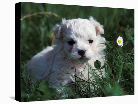 Maltese Puppy Sitting in Grass Near a Daisy-Adriano Bacchella-Stretched Canvas