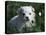 Maltese Puppy Sitting in Grass Near a Daisy-Adriano Bacchella-Stretched Canvas