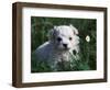 Maltese Puppy Sitting in Grass Near a Daisy-Adriano Bacchella-Framed Premium Photographic Print