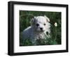 Maltese Puppy Sitting in Grass Near a Daisy-Adriano Bacchella-Framed Premium Photographic Print