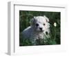 Maltese Puppy Sitting in Grass Near a Daisy-Adriano Bacchella-Framed Premium Photographic Print