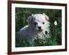 Maltese Puppy Sitting in Grass Near a Daisy-Adriano Bacchella-Framed Photographic Print