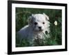 Maltese Puppy Sitting in Grass Near a Daisy-Adriano Bacchella-Framed Photographic Print