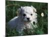 Maltese Puppy Sitting in Grass Near a Daisy-Adriano Bacchella-Mounted Photographic Print