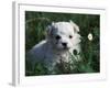 Maltese Puppy Sitting in Grass Near a Daisy-Adriano Bacchella-Framed Photographic Print