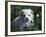 Maltese Puppy Sitting in Grass Near a Daisy-Adriano Bacchella-Framed Photographic Print