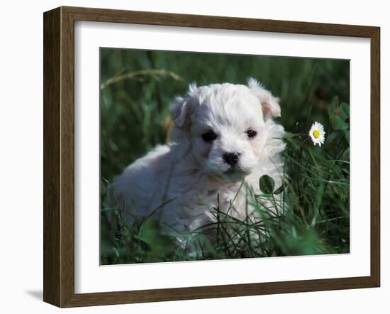 Maltese Puppy Sitting in Grass Near a Daisy-Adriano Bacchella-Framed Photographic Print