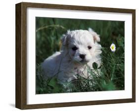 Maltese Puppy Sitting in Grass Near a Daisy-Adriano Bacchella-Framed Photographic Print