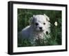 Maltese Puppy Sitting in Grass Near a Daisy-Adriano Bacchella-Framed Photographic Print