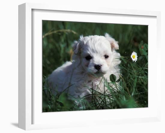 Maltese Puppy Sitting in Grass Near a Daisy-Adriano Bacchella-Framed Photographic Print