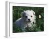 Maltese Puppy Sitting in Grass Near a Daisy-Adriano Bacchella-Framed Photographic Print