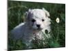 Maltese Puppy Sitting in Grass Near a Daisy-Adriano Bacchella-Mounted Photographic Print