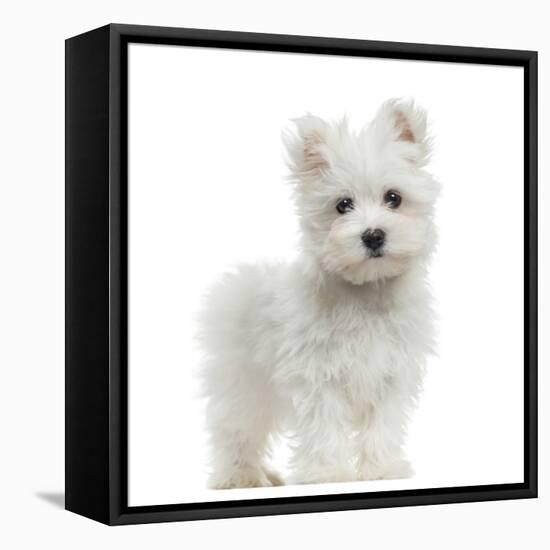 Maltese Puppy Standing, Looking At The Camera, 2 Months Old, Isolated On White-Life on White-Framed Stretched Canvas