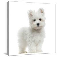 Maltese Puppy Standing, Looking At The Camera, 2 Months Old, Isolated On White-Life on White-Stretched Canvas