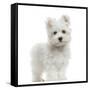 Maltese Puppy Standing, Looking At The Camera, 2 Months Old, Isolated On White-Life on White-Framed Stretched Canvas