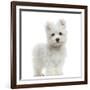 Maltese Puppy Standing, Looking At The Camera, 2 Months Old, Isolated On White-Life on White-Framed Photographic Print