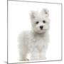 Maltese Puppy Standing, Looking At The Camera, 2 Months Old, Isolated On White-Life on White-Mounted Photographic Print