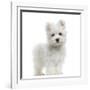 Maltese Puppy Standing, Looking At The Camera, 2 Months Old, Isolated On White-Life on White-Framed Photographic Print