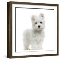 Maltese Puppy Standing, Looking At The Camera, 2 Months Old, Isolated On White-Life on White-Framed Photographic Print