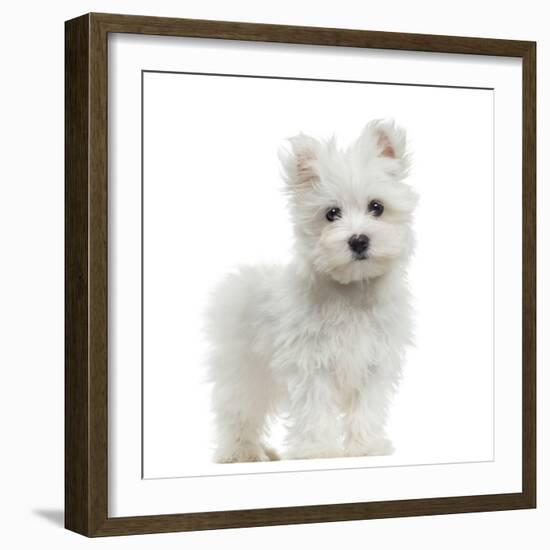 Maltese Puppy Standing, Looking At The Camera, 2 Months Old, Isolated On White-Life on White-Framed Photographic Print