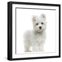 Maltese Puppy Standing, Looking At The Camera, 2 Months Old, Isolated On White-Life on White-Framed Photographic Print