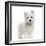 Maltese Puppy Standing, Looking At The Camera, 2 Months Old, Isolated On White-Life on White-Framed Photographic Print