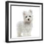 Maltese Puppy Standing, Looking At The Camera, 2 Months Old, Isolated On White-Life on White-Framed Photographic Print