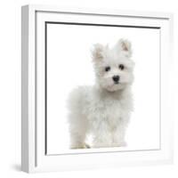 Maltese Puppy Standing, Looking At The Camera, 2 Months Old, Isolated On White-Life on White-Framed Photographic Print