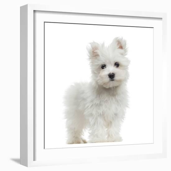 Maltese Puppy Standing, Looking At The Camera, 2 Months Old, Isolated On White-Life on White-Framed Photographic Print