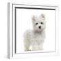 Maltese Puppy Standing, Looking At The Camera, 2 Months Old, Isolated On White-Life on White-Framed Photographic Print