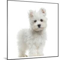 Maltese Puppy Standing, Looking At The Camera, 2 Months Old, Isolated On White-Life on White-Mounted Photographic Print