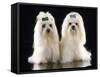 Maltese Terrier Dog-null-Framed Stretched Canvas