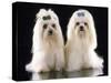 Maltese Terrier Dog-null-Stretched Canvas