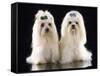 Maltese Terrier Dog-null-Framed Stretched Canvas