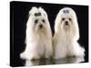 Maltese Terrier Dog-null-Stretched Canvas