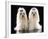 Maltese Terrier Dog-null-Framed Photographic Print