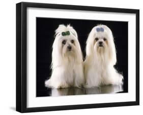 Maltese Terrier Dog-null-Framed Photographic Print