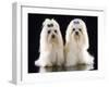 Maltese Terrier Dog-null-Framed Photographic Print