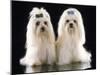 Maltese Terrier Dog-null-Mounted Photographic Print