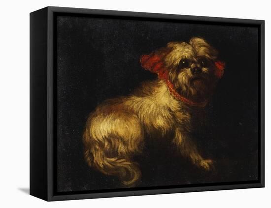 Maltese Terrier with a Red Collar-School of Madrid-Framed Stretched Canvas