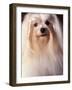 Maltese with Hair Plaited-Adriano Bacchella-Framed Photographic Print