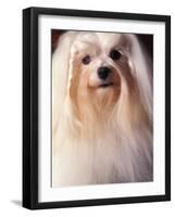 Maltese with Hair Plaited-Adriano Bacchella-Framed Photographic Print
