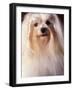 Maltese with Hair Plaited-Adriano Bacchella-Framed Photographic Print