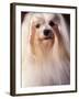 Maltese with Hair Plaited-Adriano Bacchella-Framed Photographic Print